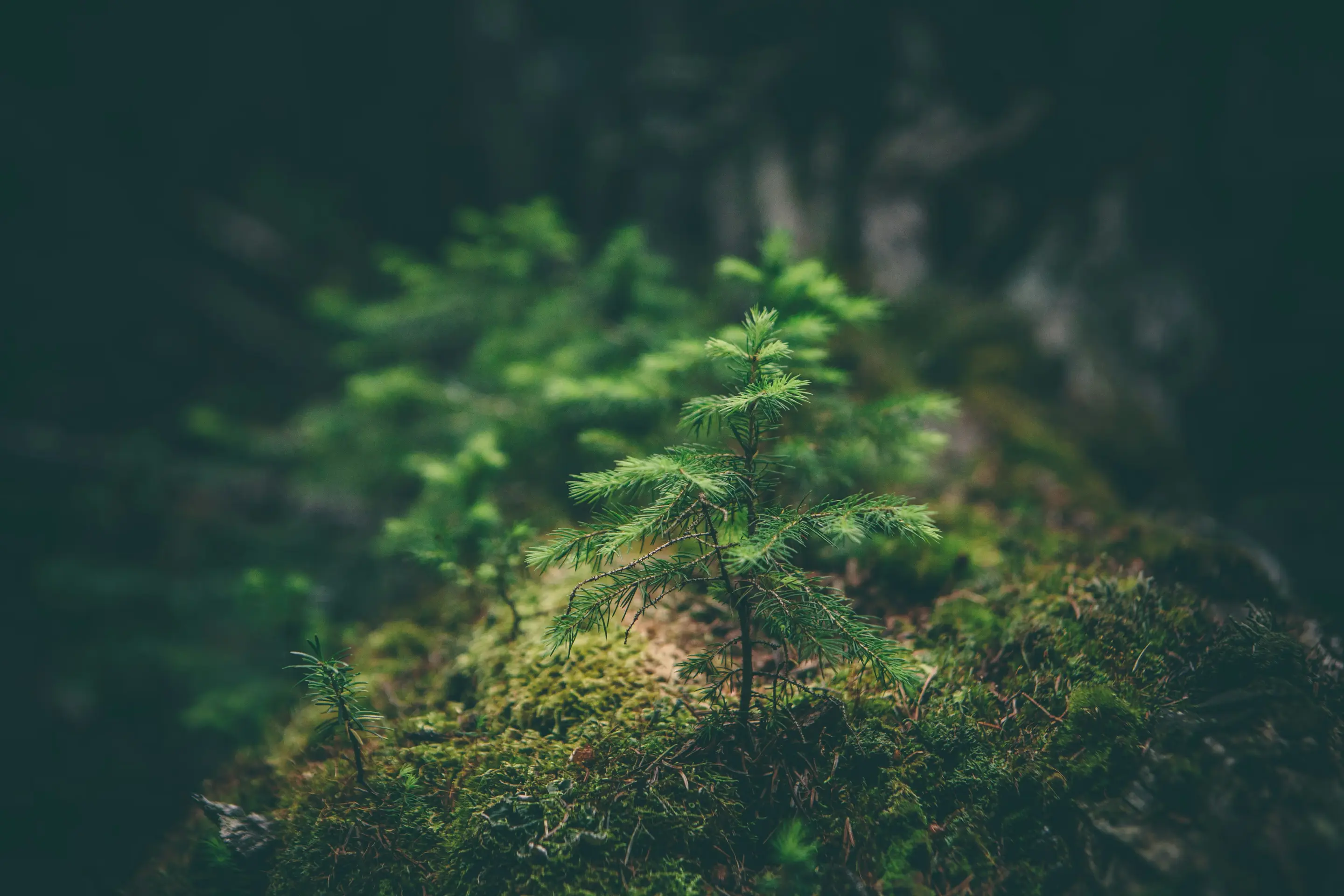 Celebrating Earth Day 2024